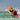 Wave Sport Scooter Gemini Tandem Kayak - Viking Marine